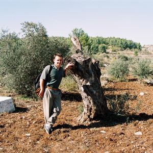 Olivovník v Palestíne